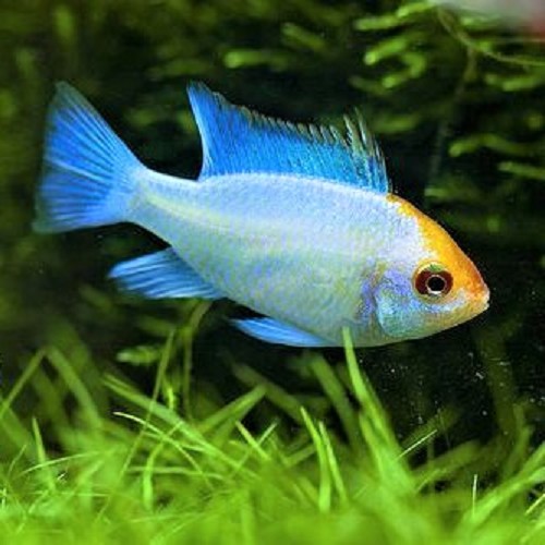 Apistogramma ramirezi electric blue - Cichlidé papillon sud-americain electric blue gold head